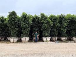 Image result for Ficus conraui