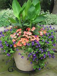 28 Stunning And Beautiful Flowers For Outdoor Pots Ideas 2019 11 Container Gardening Plants Container Gardening Flowers