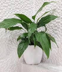 In a chicago tribune article titled peace lily produces leaves but no flowers, johnson describes the erratic blooming habits of peace lilies. Peace Lily Plant Spathiphyllum Guide Our House Plants