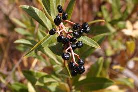 Image result for Ozoroa reticulata
