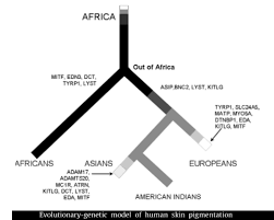 Human Skin Color Evolution Chart