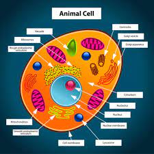 We did not find results for: Animal Cell Project By Jayden Bass