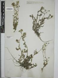 Image result for Senecio pleistocephalus