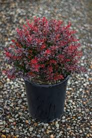 Image result for Berula thunbergii