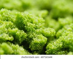 Image result for Wolffia globosa