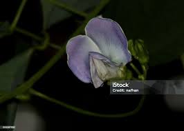 Image result for Psophocarpus lancifolius