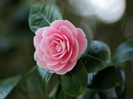 Pin On Tea Family Theaceae