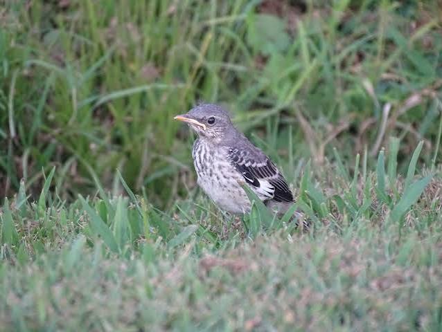 Juvenile Mockingbird | walking on a country road