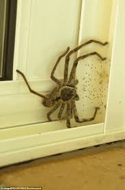 Explore the best info now. Internet Goes Wild Over Photo Of Huge Huntsman Huntsman Spider Giant Spider Spider Pictures