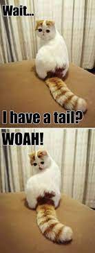 Kitty Kitty Kitty Funny Animals Cute Animals Funny Animal Pictures