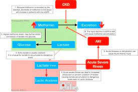 Safe Use Of Metformin In Adults With Type 2 Diabetes And Chronic Kidney Disease Lower Dosages And Sick Day Education Are Essential Canadian Journal Of Diabetes