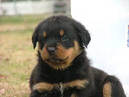 Benskin's 2 hott 2 handle dodger, my stud dog, is a very handsome male with an a+ german champion pedigree. Rottweiler Puppies In Florida