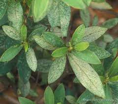 Maybe you would like to learn more about one of these? Common Azalea Lace Bug Can Be Controlled Gardening In The Panhandle