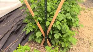 Check the raspberry patch weekly and weed, trim and water as needed. Managing High Tunnel Raspberries With A V Trellis System Youtube