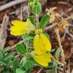 Image result for Justicia odora