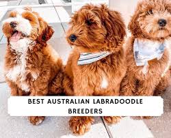 Some litter pups take on more characteristics of the poodle parent and others the labrador. Best Australian Labradoodle Breeders 2021 Top 13 We Love Doodles