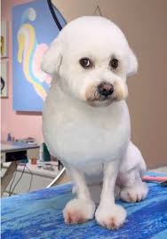 My Dog Looked Just Like The Lamb