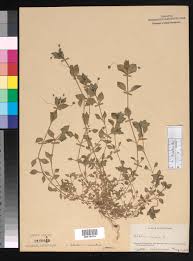 Image result for Stellaria  media