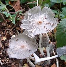 Image result for Coprinus lagopus