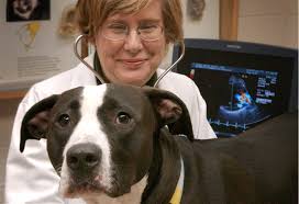 Veterinary Cardiology
