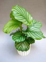 Calathea Orbifolia Plant Circle Calathea Orbifolia Calathea Plant Leaves