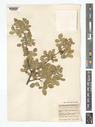 Image result for Commiphora angolensis