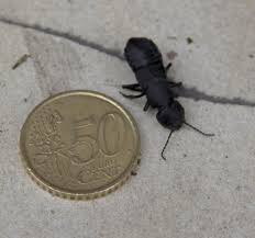 La maison noir by petite noir, released 05 october 2018 1. Staphylinidae Gros Insecte Noir A Pince Le Monde Des Insectes