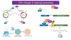 Yeast One Hybrid System Y1h Simple Brief And Complete Youtube