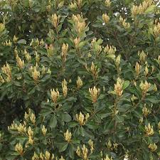 Image result for Rhaphiostylis