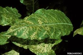 Image result for Alfalfa mosaic virus