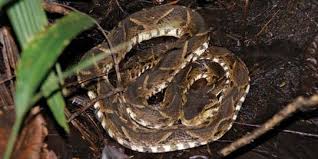 Informasi, cara cegah ular masuk rumah, ular masuk rumah, cara berhadapan dengan ular, rumah dimasuki ular, cara kendalikan ular, 5 cara ular menyelinap atau masuk ke rumah anda. Cegah Ular Masuk Rumah Saat Musim Hujan Diskar Kota Bandung Imbau Warga Lakukan Ini Merdeka Com