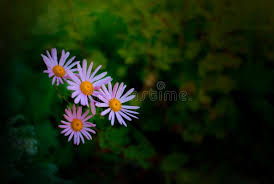 Image result for Chrysanthellum