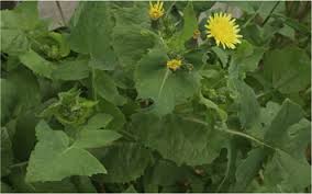 Image result for Sonchus oleraceus