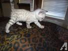 AVAILABLE KITTENS - Deluxe Cattery - Bengal Kittens for Sale