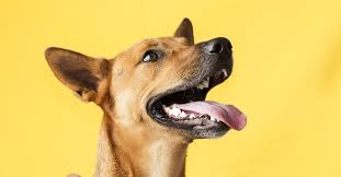 According to pet medical insurance provider, trupanion, if your pet eats mango in. Can Dogs Eat Mango Petfinder