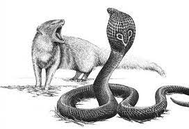 Less D Bag Ish Potential Snake V Mongoose Tattoo Sketching Techniques Snake Drawing Mongoose