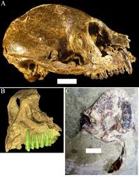 Watch The Video On The Plesiadapiform. Once You Have Watched The Video  Compare A Pleasidapiform With A - Brainly.Com