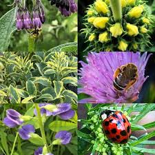 When it comes to exterior landscaping, apparently trees are the fundamental accent used. Companion Plants For Fruit Trees One Green World