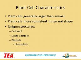 What makes a plant cell unique. Discovering The Plant Cell Ppt Download