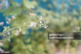 Image result for Vernonia auriculifera