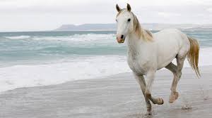 Free shipping over $100+ · quality for a lifetime · samples available Beach Animals Horses White Horse Wallpaper 74595