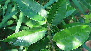 Maybe you would like to learn more about one of these? Mengenal Daun Cincau Hijau Jenis Jenis Manfaat Dan Cara Mengolahnya Merdeka Com