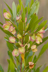 Image result for Dodonaea