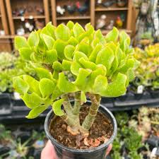 Image result for Crassula vaginata