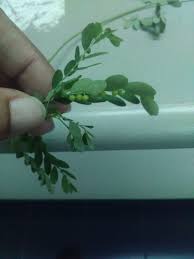 Namun ada cara berkesan anda mengatasi masalah ini! Pokok Dukung Anak Dan Khasiatnya Cerita Ita