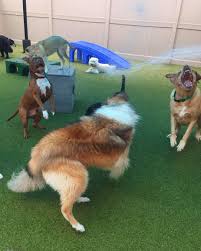 Sorry, we are having trouble with that url right now. Dog Hotel And Boarding In Alpharetta Ga The Barker Lounge