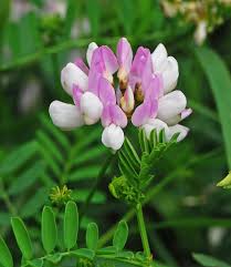 Secondary invasion following the reduction of coronilla. Crown Vetch Invasive Exotic Plants Of North Carolina Inaturalist
