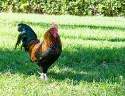 Check spelling or type a new query. Banty Rooster Photos Free Royalty Free Stock Photos From Dreamstime