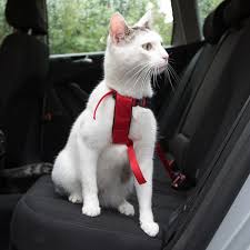 The rightline gear sport 3 car top carrier is a must have for any coach or family that is always traveling. Trixie Cat Car Harness Reviews Zooplus