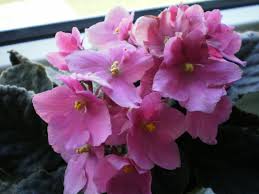 Image result for Saintpauliopsis